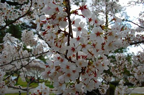 南公園桜.jpg