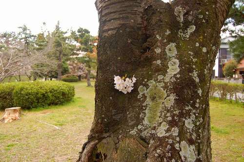 南公園桜小さい.jpg
