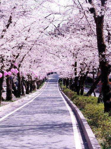 家山桜トンネル.jpg
